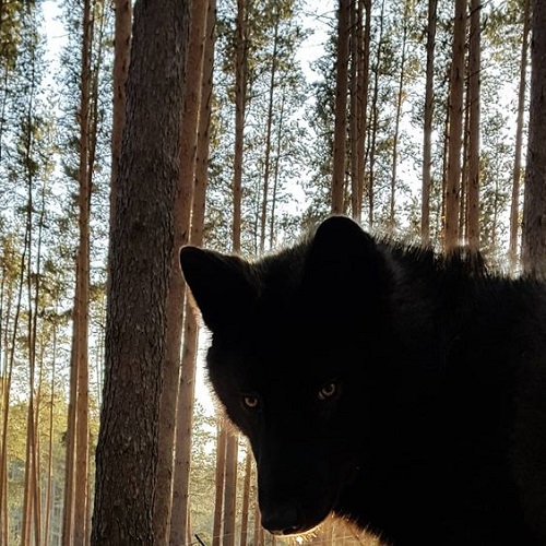 عکسی از صورت گرگ سیاه با چشمان سیاه در بین انبوهی از درختان