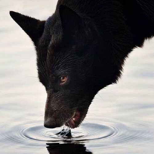 عکس گرگ سیاه با چشمان قهوه‌ای در حال آب خوردن 