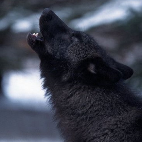 عکس گرگ سیاه در حال زوزه کشیدن 