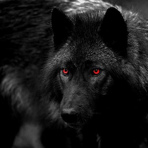 گرگ سیاهی در نیمه های شب