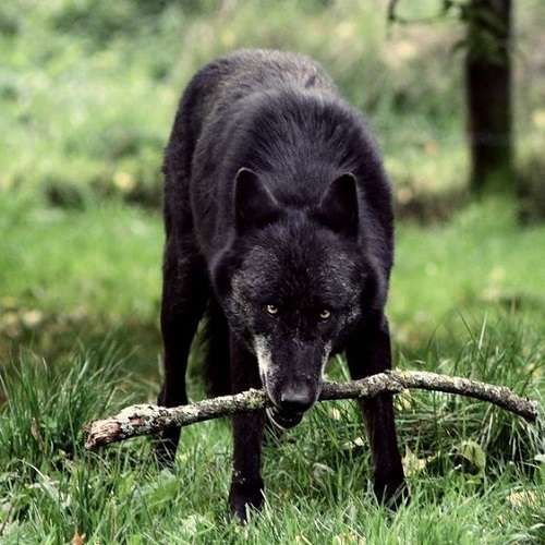 عکس گرگ سیاه در جنگل