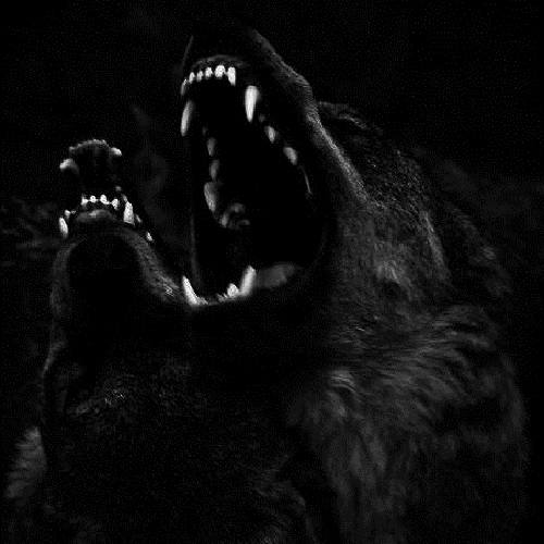 عکس دو گرگ سیاه در حال زوزه کشیدن