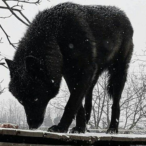 عکس گرگ سیاه در هوای برفی