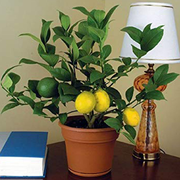 آموزش عملی مراحل کاشت لیمو ترش در گلدان