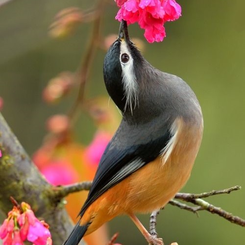 عکس پرنده با گل صورتی