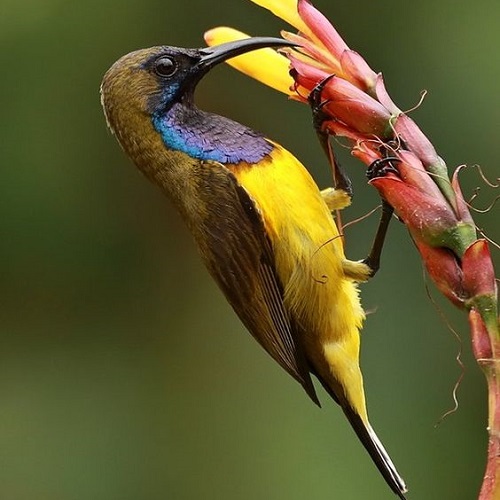 عکس پرنده و گل زیبا با تم زرد