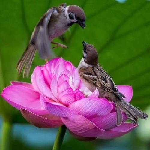 عکس پرنده نشسته روی گل