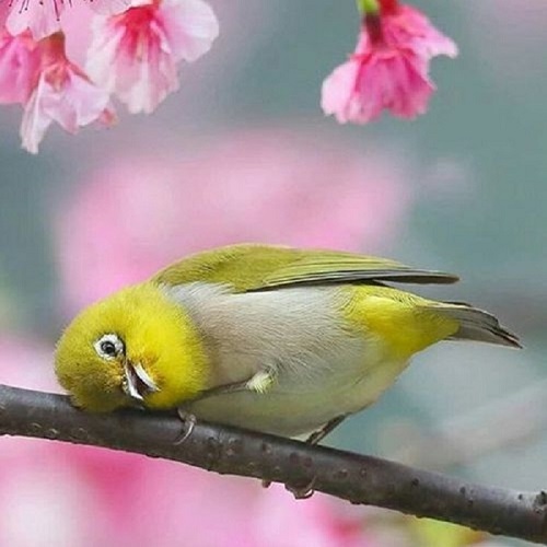 عکس پرنده و گل روی شاخه درخت