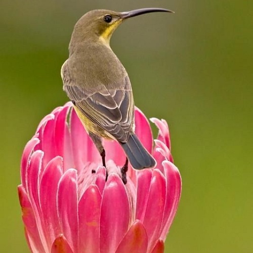 عکس پرنده ایستاده روی گل