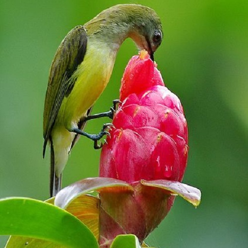 عکس پرنده در حال خوردن گل