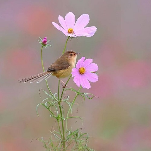عکس شگفت انگیز از پرنده و گل