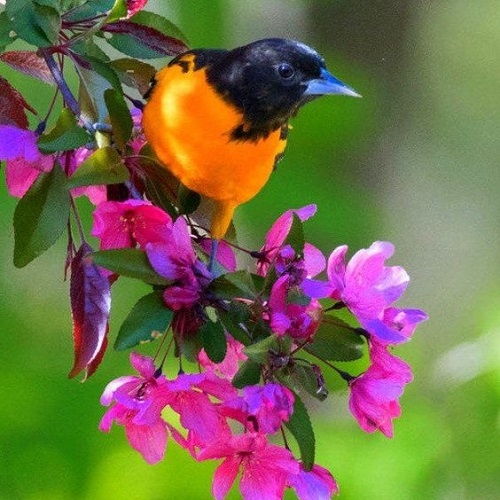 عکس زیبا و دیدنی پرنده و گل