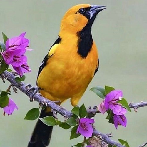 عکس پرنده روی شاخه پر گل