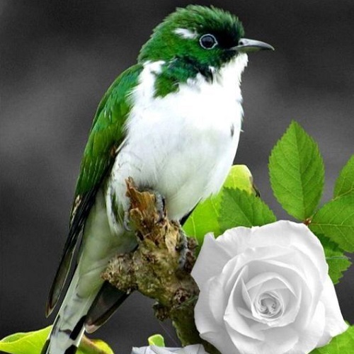 عکس زیبا و تماشایی پرنده و گل