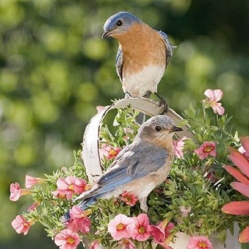 عکس فوق‌العاده زیبا از پرندگان و سبد گل