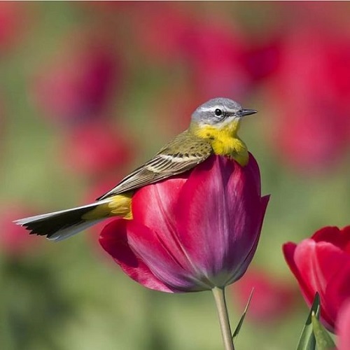 عکس فوق‌العاده زیبا پرنده نشسته روی گل