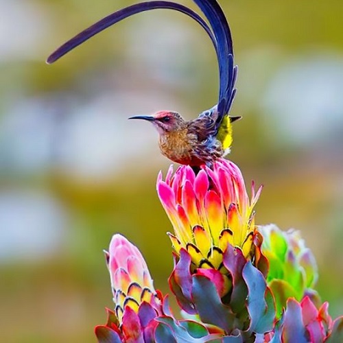 عکس رنگارنگ گل و پرنده