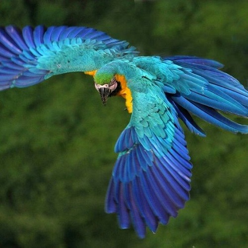 عکس زیبا از طوطی آبی و زرد در حال پرواز