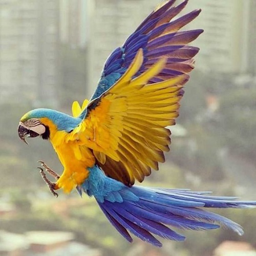 عکس جذاب طوطی اسکارت در حال پرواز