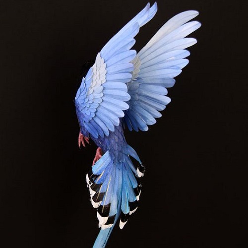 عکس جذاب از طوطی هایسینت در حال پرواز