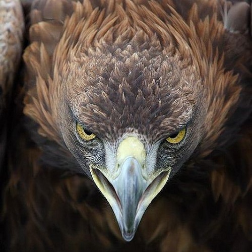 عکس صورت پرنده شکاری عقاب