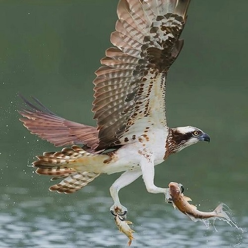 عکس زیبا شاهین در حال شکار ماهی