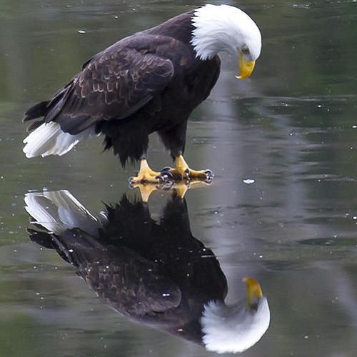 عکس زیبا از انعکاس تصویر عقاب در آب