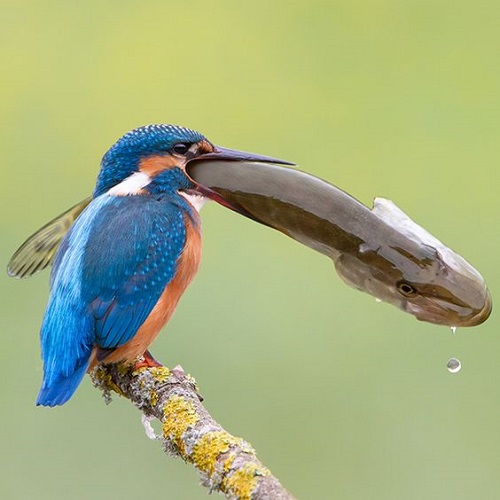 عکس زیبا پرنده شکاری در حال شکار ماهی