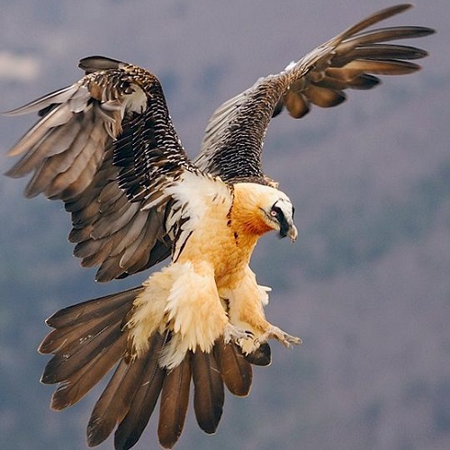 عکس جذاب عقاب طلایی یا دم سرخ