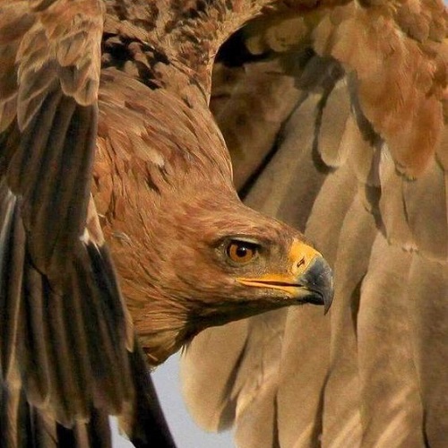 عکس فوق‌العاده دیدنی از عقاب در حال پرواز