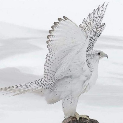 عکس پرنده شکاری شاهین