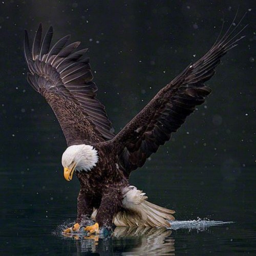 عکس عقاب ماهی گیر