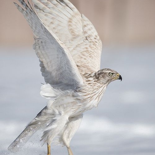 عکس تماشایی پرنده شکاری باز در برف