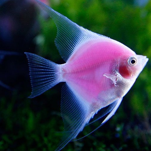 عکس ماهی زینتی زیبا