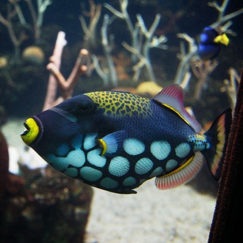 عکس زیباترین ماهی‌های دنیا در آب