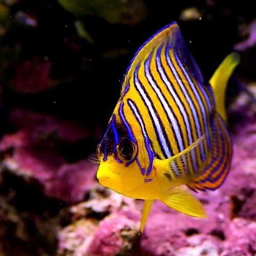عکسی بسیار زیبا از ماهی فرشته امپراتور