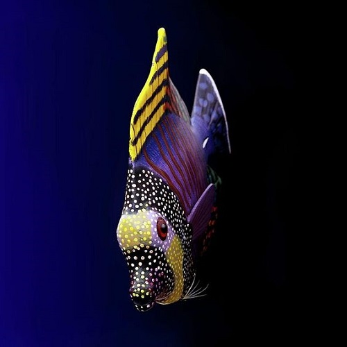عکس ماهی رنگارنگ و جذاب در اقیانوس