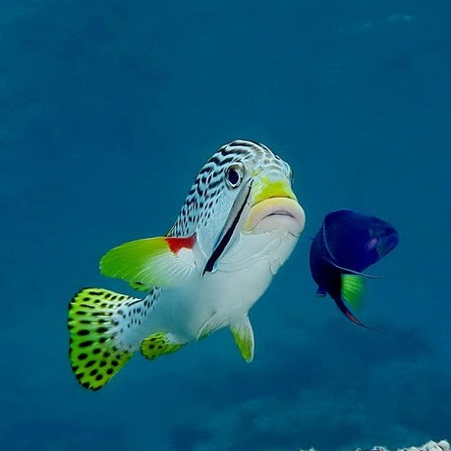 عکس ماهی های زیبا و رنگارنگ