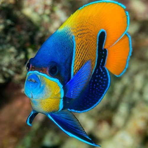 عکس بسیار زیبا از ماهی رنگارنگ در آب