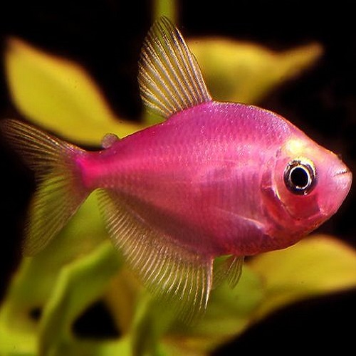عکس ماهی رنگی صورتی در اقیانوس