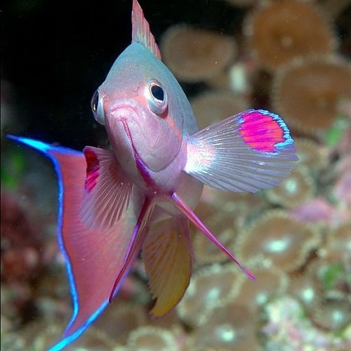 عکس ماهی زیبا و رنگی اقیانوس