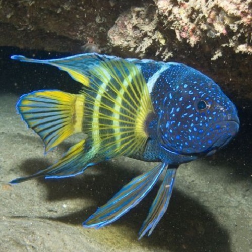 عکس ماهی رنگی رنگی زیبا در اقیانوس