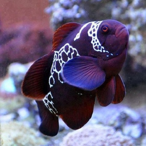 عکس تماشایی ماهی‌های زیبا و رنگی در اقیانوس