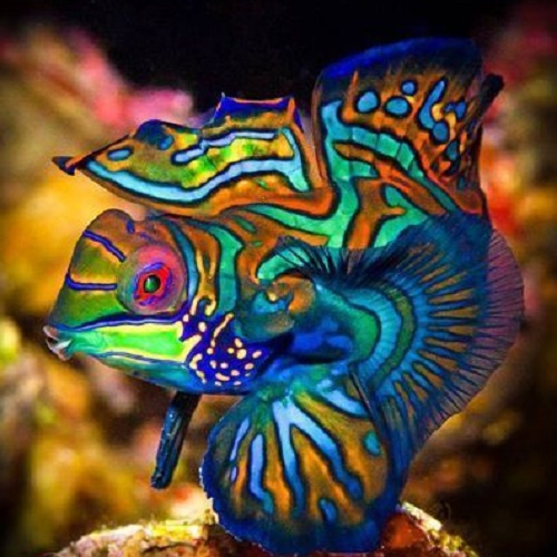 عکس ماهی فوق العاده زیبای ماندارین