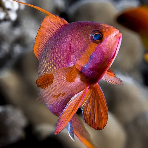 عکس زیباترین ماهی‌های دنیا