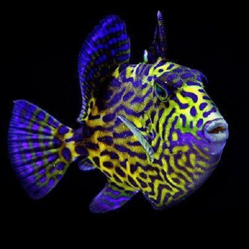 عکس ماهی‌های زیبا و رنگی
