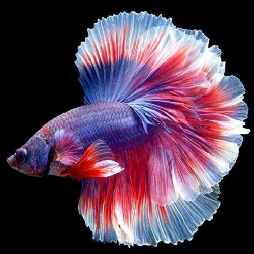 عکس جذاب از زیباترین ماهی آکواریومی