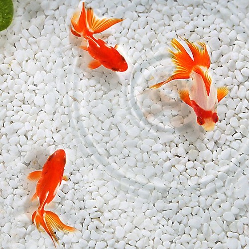 عکس زیبا از ماهی‌های قرمز