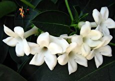 راهنمای پرورش و نگهداری از گل یاسمن و آشنایی با انواع یاسمن (یاس)