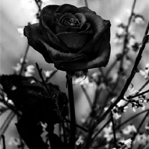 عکس سیاه و سفید گل رز غمگین